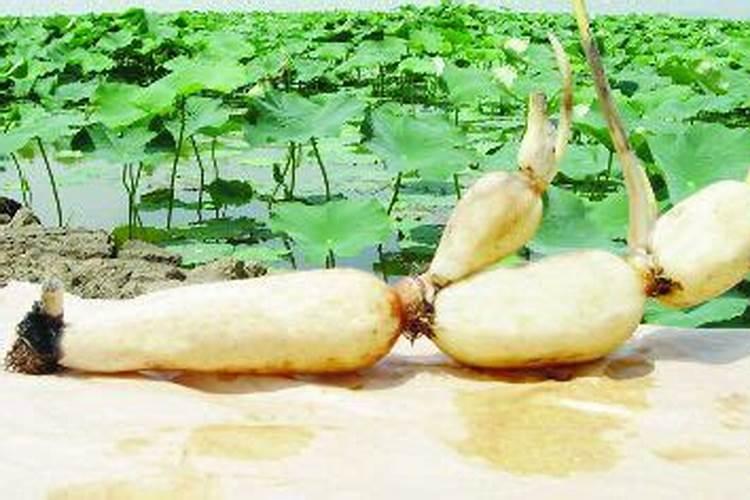 樱桃萝卜想要高产应该如何种植？如何施复合肥？