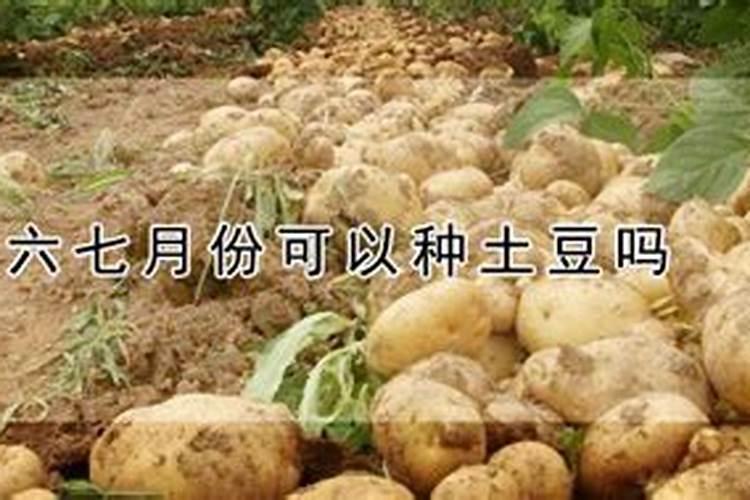 罗汉松施什么肥料好