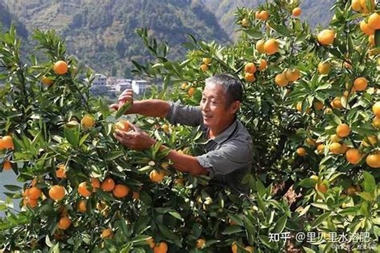 柿子树能上肥料吗