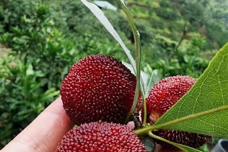 采取什么手段能让杨梅长得大还甜？