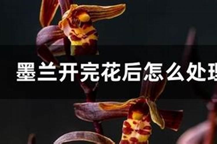 墨兰开花期需施肥吗