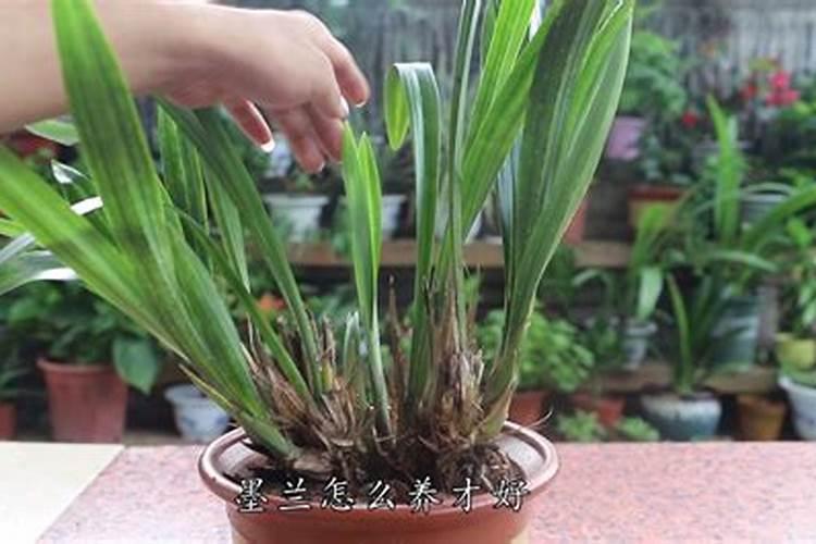 墨兰开花 施什么肥