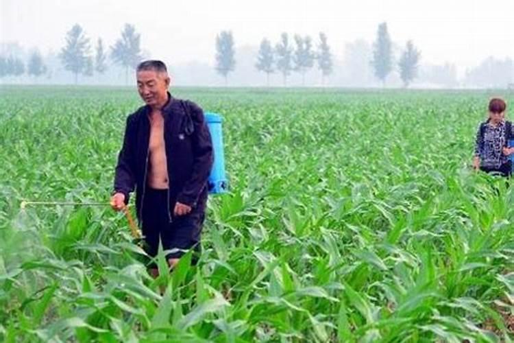 桃树施什么肥好