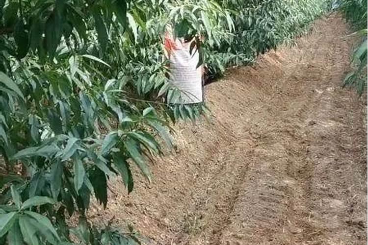 桃树上什么化肥好