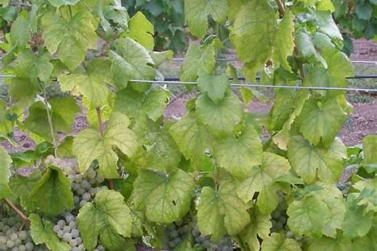 两年桃树用什么肥？施肥技巧