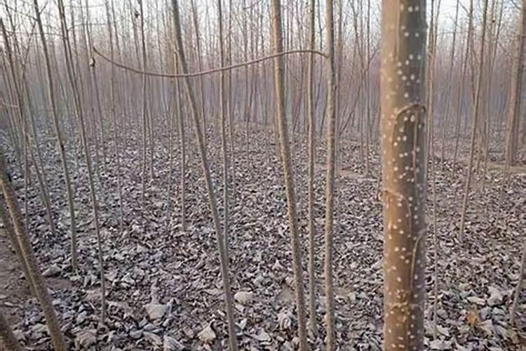 杨树什么时候施肥最好 杨树施肥最佳时间