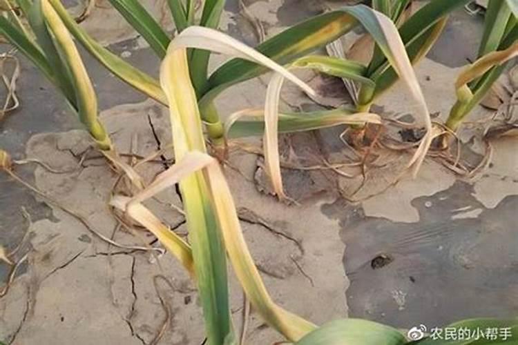 叶子发黄缺什么元素,植物叶子生病该怎么施肥补救