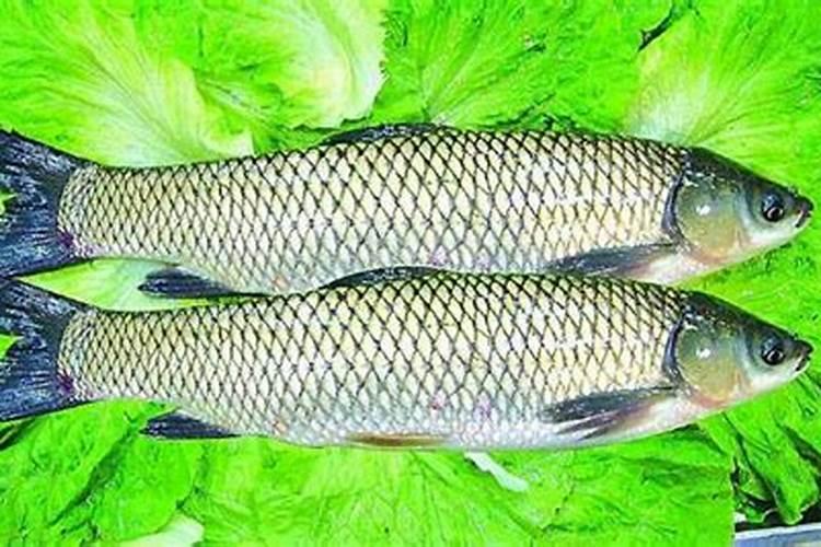 家庭自制磷钾肥有哪些