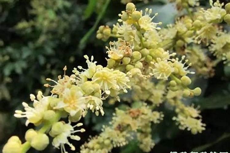 种植桂圆时,需要哪些条件？