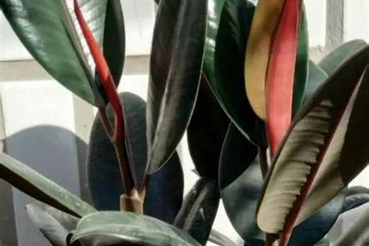 新型肥料的类别有哪些