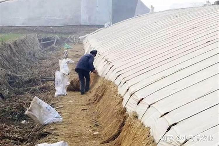 下山桩头如何生根