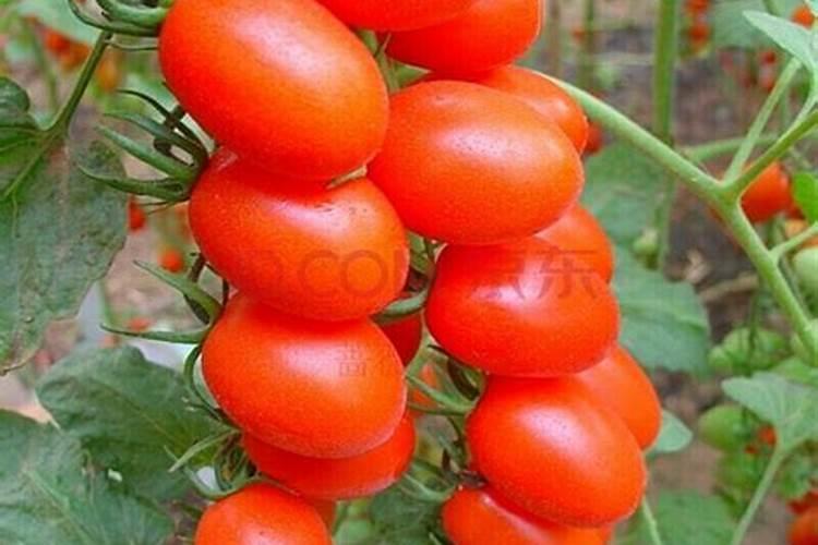 西红柿防脐腐病用什么钙做底肥