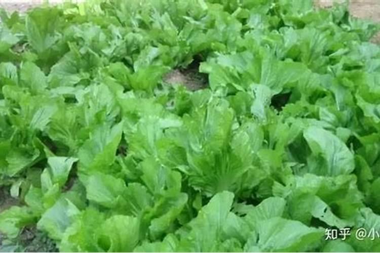 蔬菜施什么肥长得快又好 蔬菜施什么肥长得快