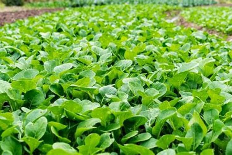 蔬菜生长期施什么肥料最好？