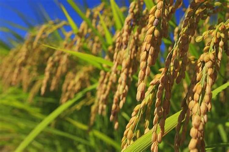 家里植物用什么施肥