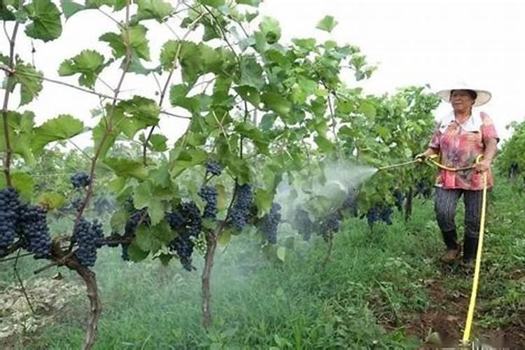 白兰花施什么肥料最好