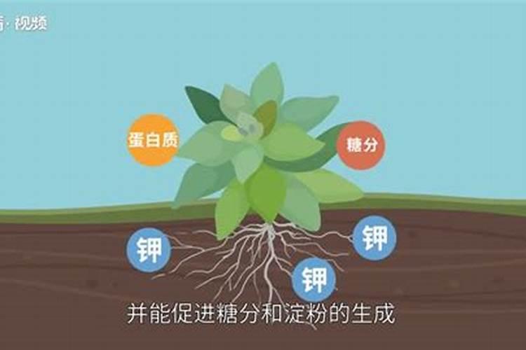 柑橘苗期施什么肥料？