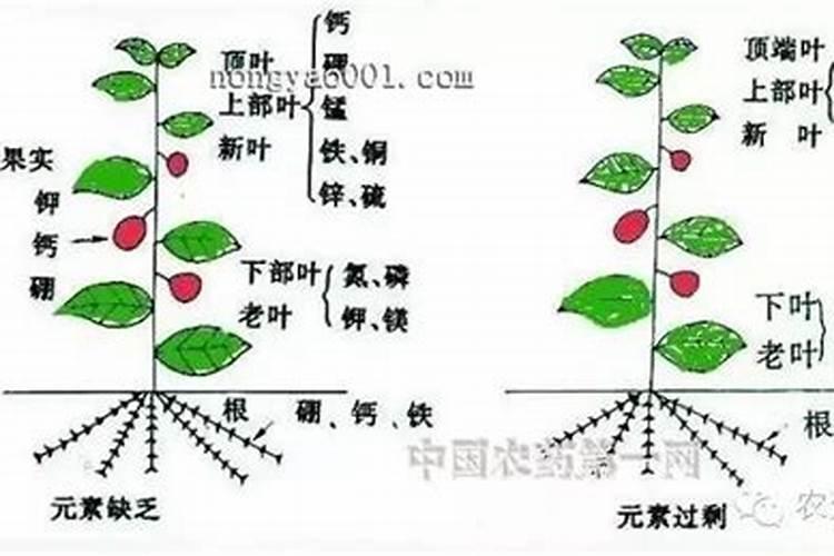 红暮九月还能喷施磷酸二氢钾吗？