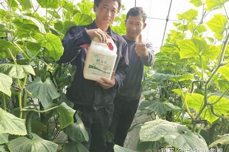 黄瓜结果期冲施什么肥料