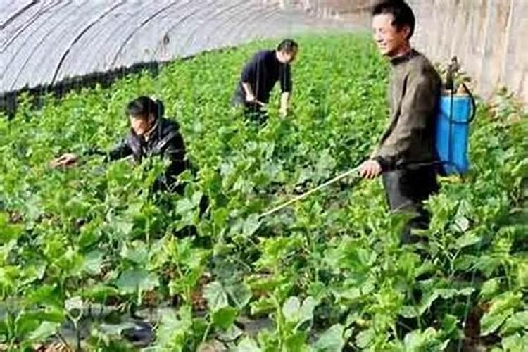 三枝九叶草的栽培技术