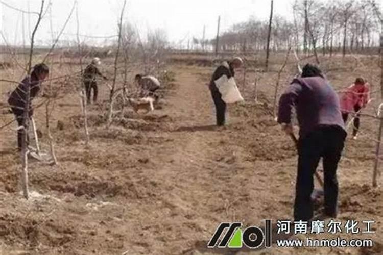 芦笋施什么肥最好