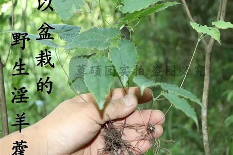 三枝九叶草怎么用壮阳 三枝九叶草壮阳正确用法