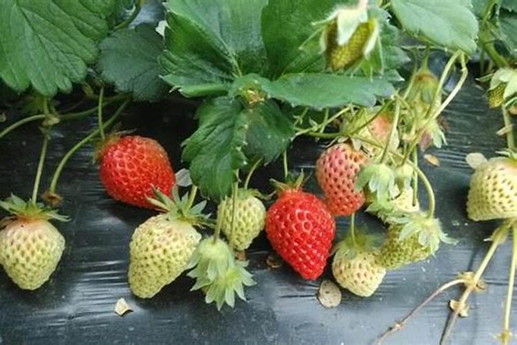 腐植酸和腐殖酸有什么区别？