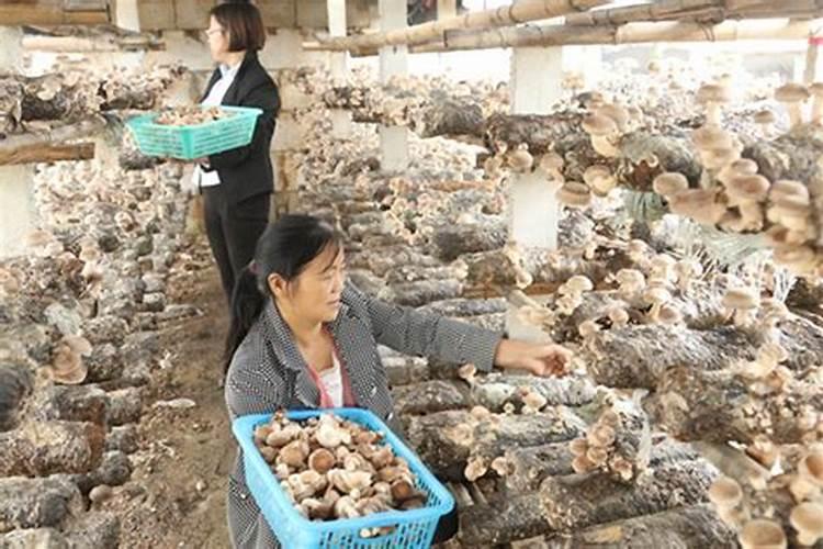 种香菇用什么土比较好