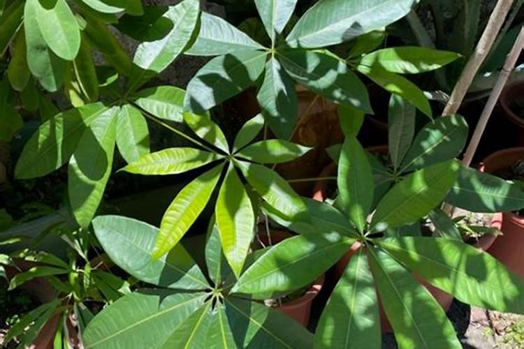 糠麸类能量饲料的种类有哪些