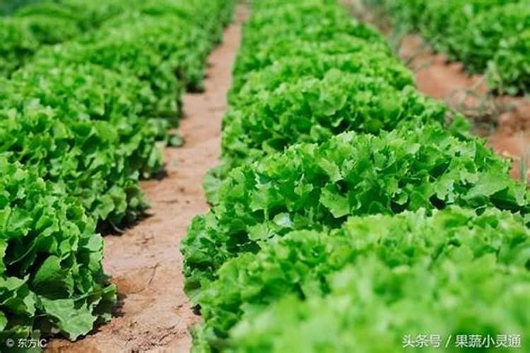 果树怎么施水溶肥？