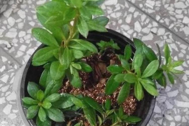 茶花什么时候适合剪枝 茶花什么时候适合剪枝