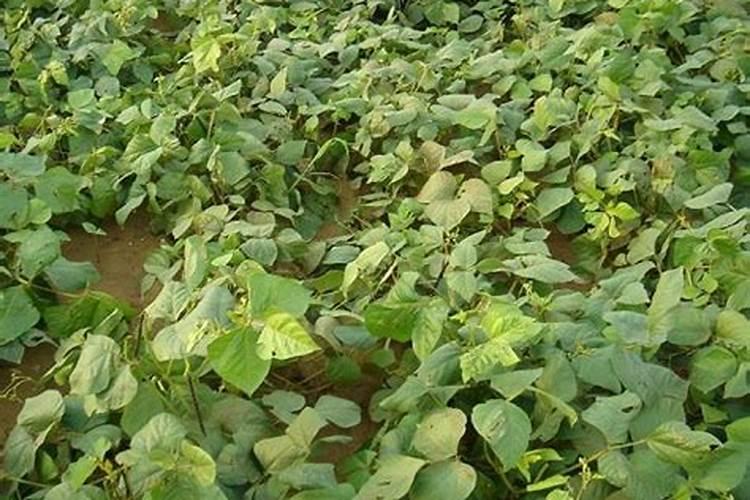 绿豆喜欢什么肥料