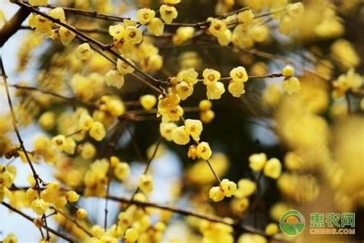 黄桃催熟,促早熟应该采取什么措施？