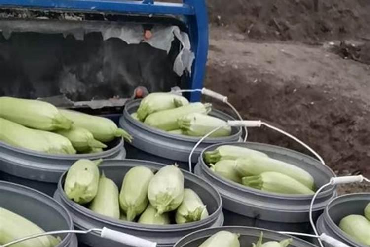 玉米授粉期可以打药吗