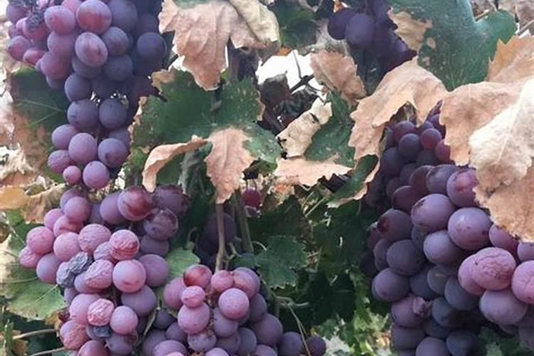 葡萄树施什么肥最好