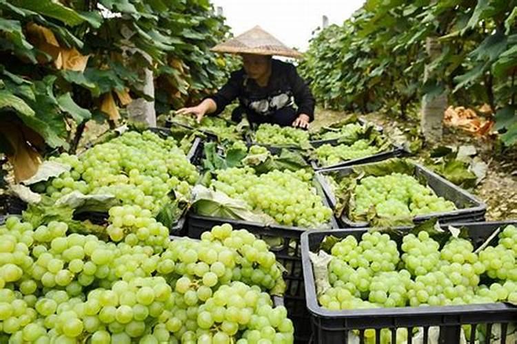 请问葡萄树施啥肥？两年的树？