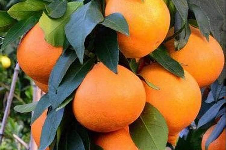 柑橘冬季清园用什么农药