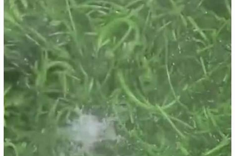 多肉夏天要不要施肥