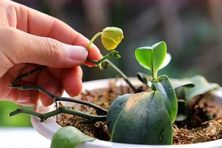 蝴蝶兰快开花时应该如何浇水施肥