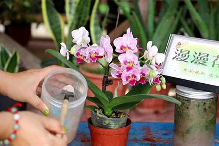 怎么养蝴蝶兰花,蝴蝶兰浇水施肥方法注意事项