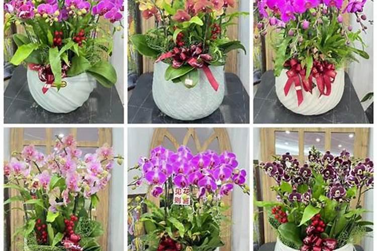 蝴蝶兰快开花时应该如何浇水施肥