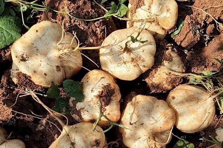 地瓜怎样种植只要地瓜叶该怎样种植