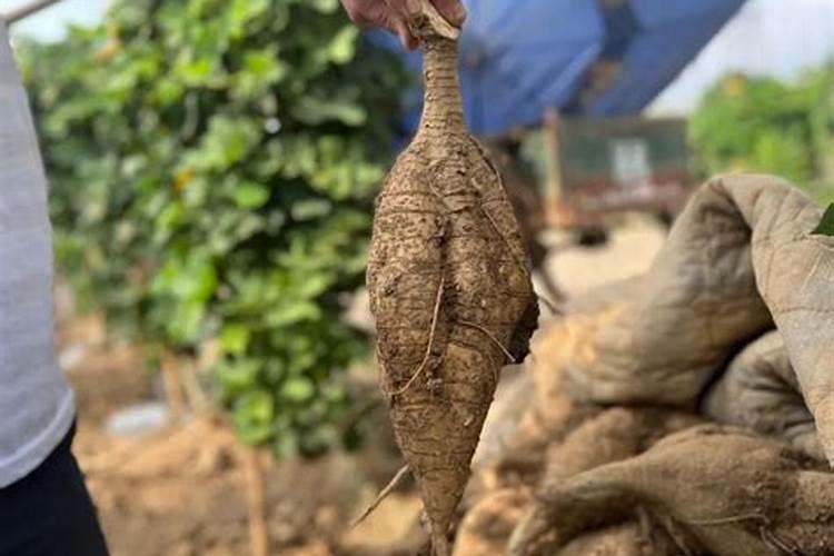 白露时节有什么农事活动