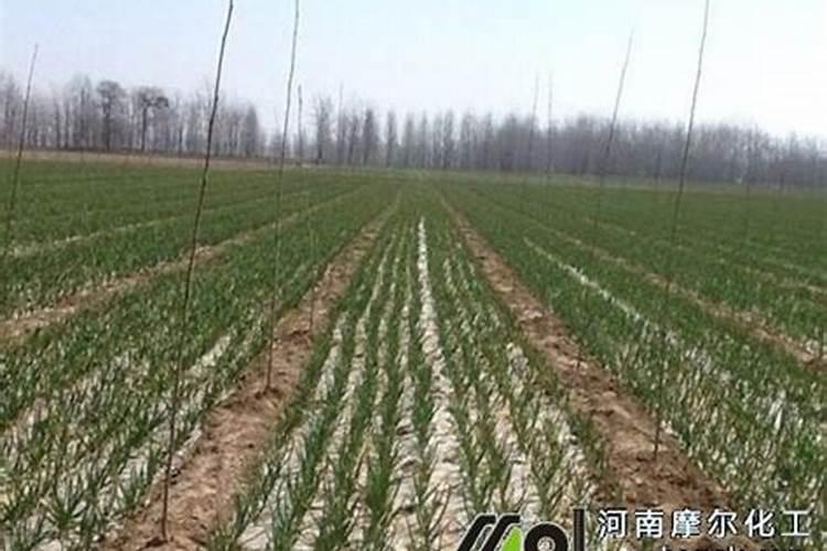 麦子不好怎么挽救