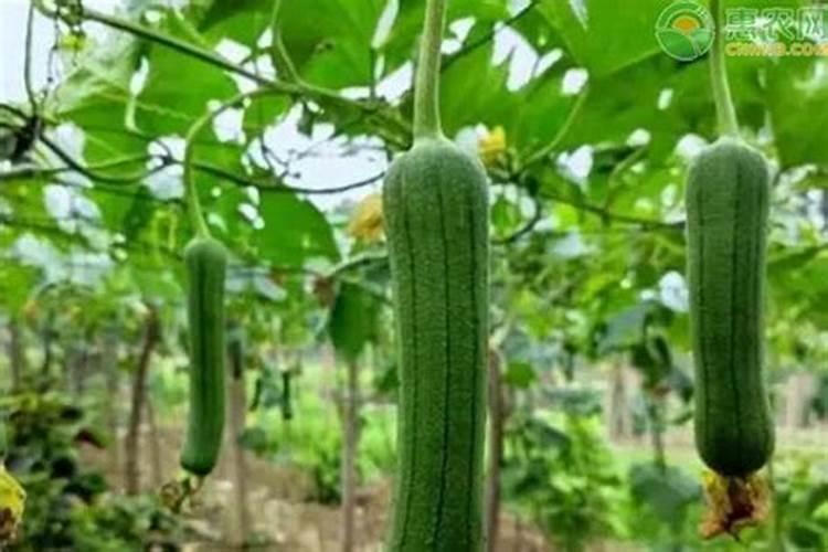 丝瓜不结果解决方法