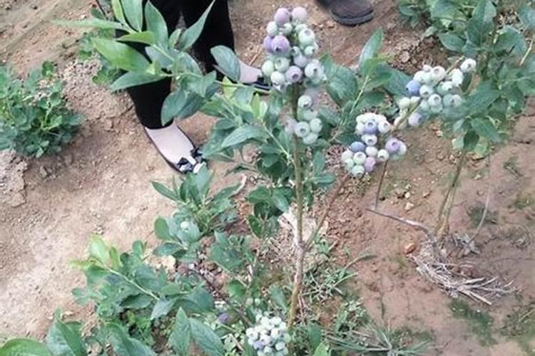 谷乐丰水溶肥价格