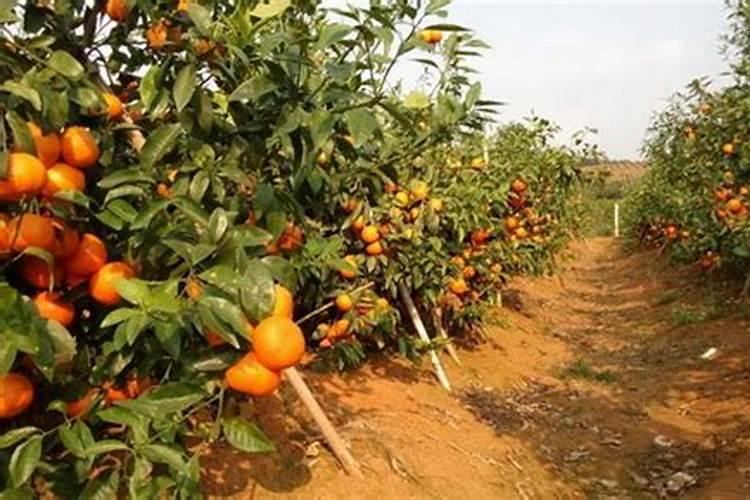 种大蒜用什么肥料做底肥最好