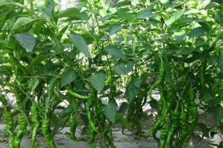 鱼糜发酵的注意事项及流程及注意事项