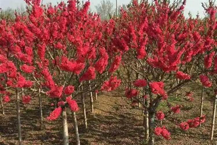 中国最好吃的四大小麦