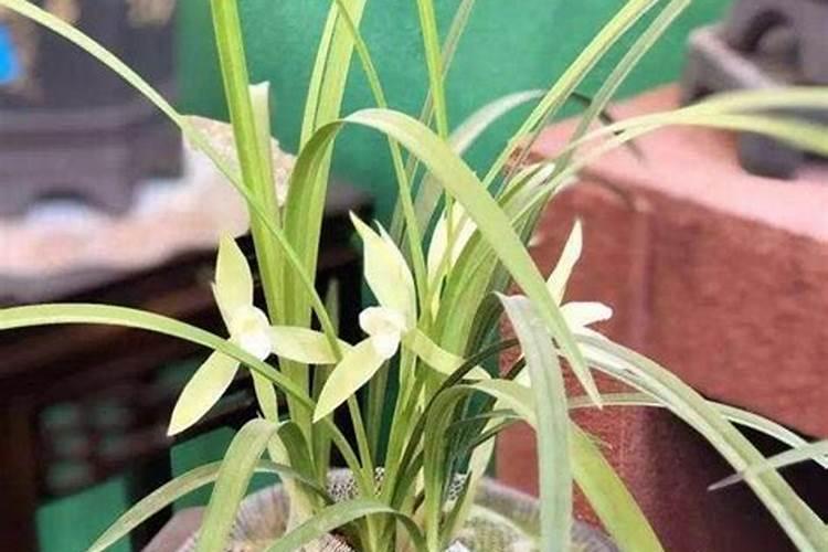 兰花的施肥方法及注意事项 兰花的施肥方法介绍